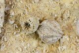 Fossil Coral Colony (Stylina & Thecosmilia) Association - Germany #157317-1